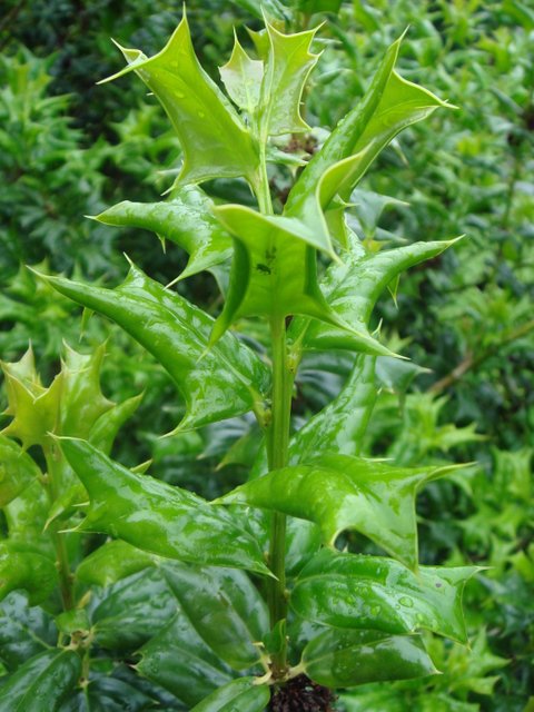 Ilex cornuta feuille